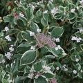 Mariesii Variegata Hydrangea – Variegated Lacecap Shrub in 2 Gallon Pot with Pink or Blue Blooms