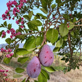 Prune D'Ente 707 European Plum Tree – 3 Ft Tall Live Fruit Tree in Nursery Pot