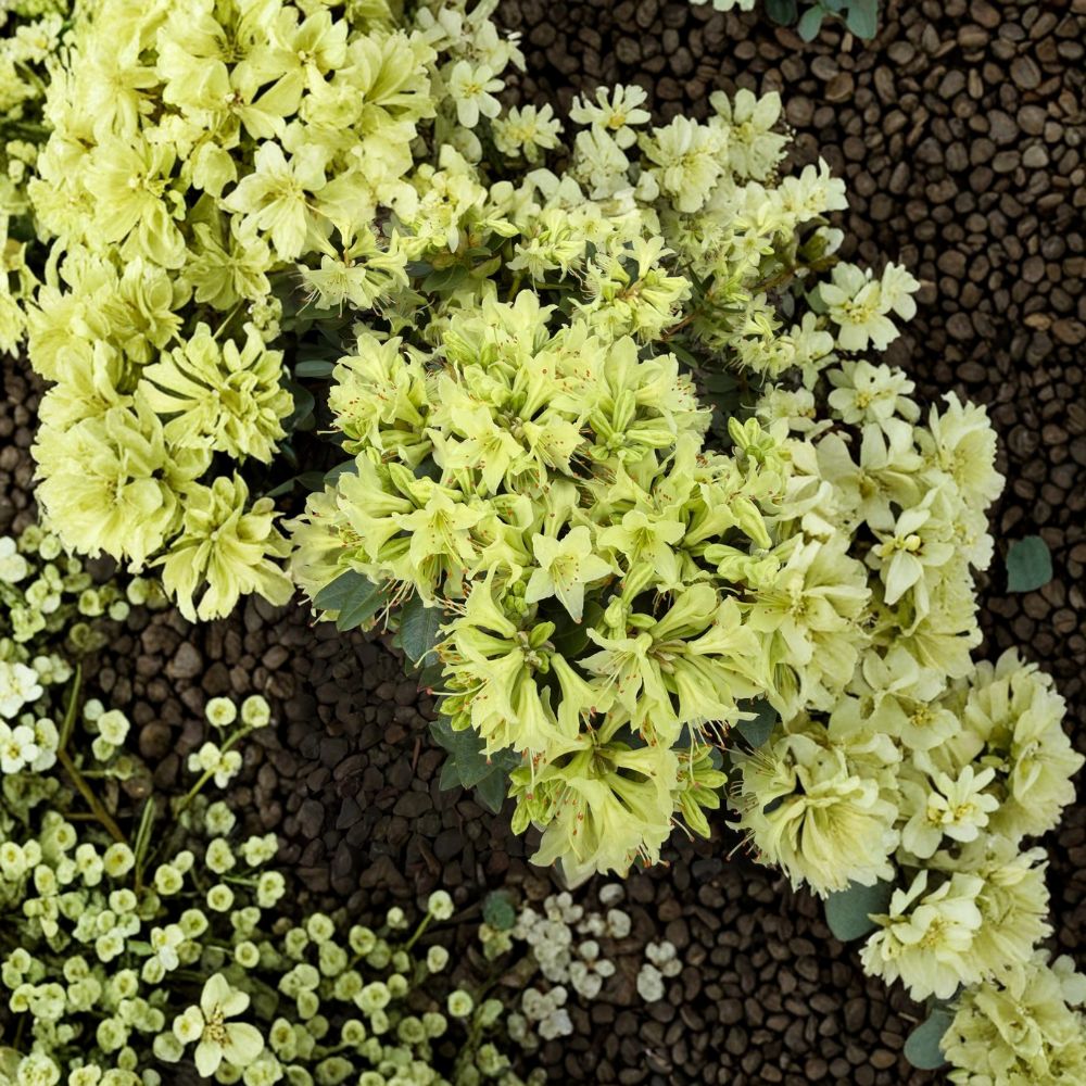 Rhododendron ‘Shamrock’ – Dwarf Evergreen Shrub with Yellow Green Spring Blooms in #1 Container