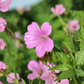 Geranium Tapestry Mix – 6 Bare Root Hardy Cranesbill Perennials with Mixed Color Flowers
