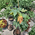 Acer japonicum ‘Attaryi’ – Rare Full Moon Japanese Maple Live Tree | 20–30 Inches Tall | #3 Container