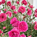 Parade Climbing Rose – Rosa Live Climbing Rose with Large Pink Double Blooms in Nursery Pot