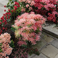Pieris ‘Flaming Silver’ – Variegated Japanese Andromeda Evergreen Shrub in #1 Container