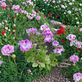 Purple & White Regal Geranium Cuttings – 2 Live 6 Inch Fancy Pelargonium for Patio & Containers