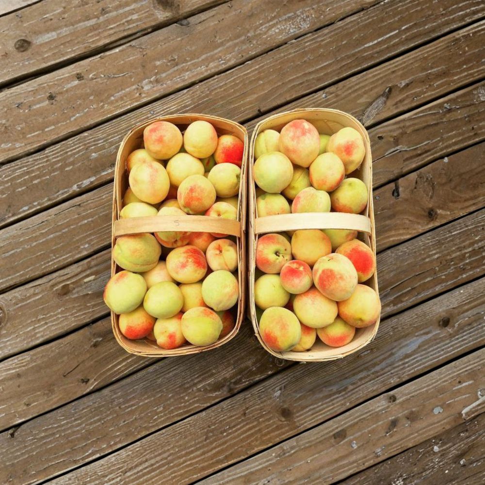 Belle of Georgia Peach Tree – Grafted White Freestone Peach | Self-Pollinating | Zones 5-8