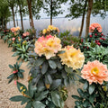 Rhododendron ‘Horizon Monarch’ Live Evergreen Shrub | Yellow Pink Cream Blooming | #2 Container Grown