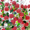 Japanese Fuji Apple Tree – Malus domestica Live Bare Root Tree | 32 Inches Tall | Sweet Crisp Fuji Apple