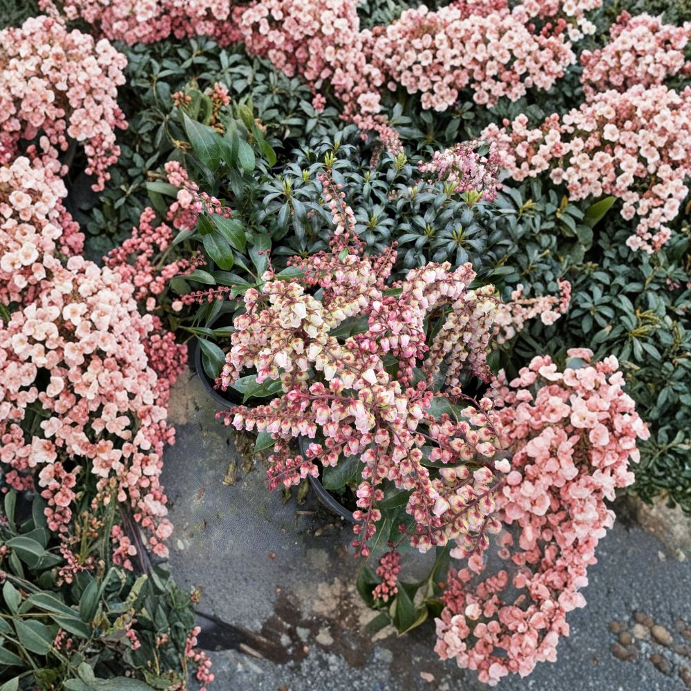 Pieris japonica ‘Valley Fire’ – Japanese Andromeda Evergreen Shrub in #1 Container