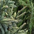 Aureovariegata Black Spruce – Variegated Evergreen Conifer in 1 Gallon Pot