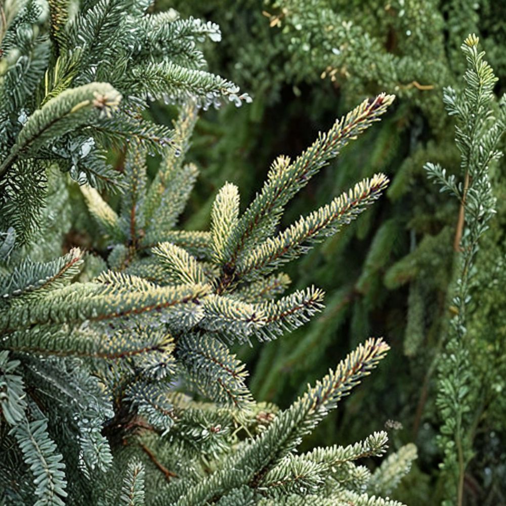 Aureovariegata Black Spruce – Variegated Evergreen Conifer in 1 Gallon Pot