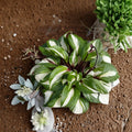 Raspberry Sundae Hosta – Variegated Shade Perennial with Raspberry Red Stems | Bare Root #1 Division Starter