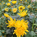 Japanese Golden Crown Mum Plant – Perennial Chrysanthemum with Large Golden Blooms