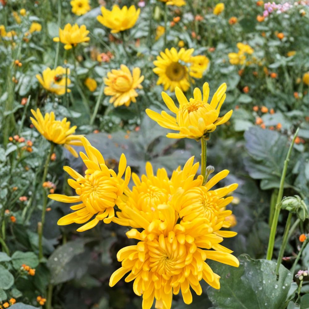 Japanese Golden Crown Mum Plant – Perennial Chrysanthemum with Large Golden Blooms
