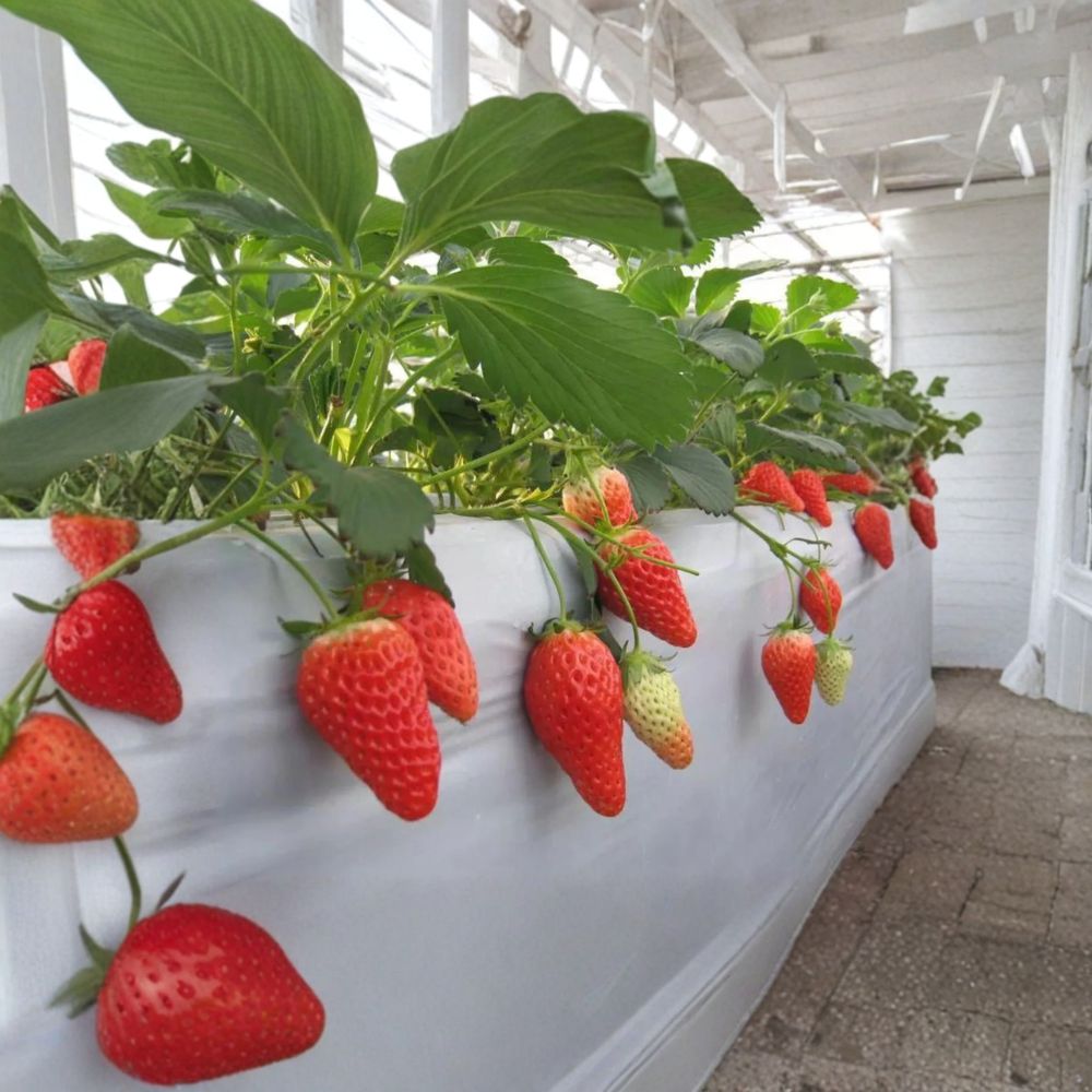 6 Akihime Japanese Strawberry Plants – Bare Root Fragaria × ananassa | Sweet Juicy Strawberry Variety