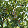 Chicago Hardy Fig Tree | Cold Hardy Edible Fig Plant in 3 Gallon Pot | Ficus carica