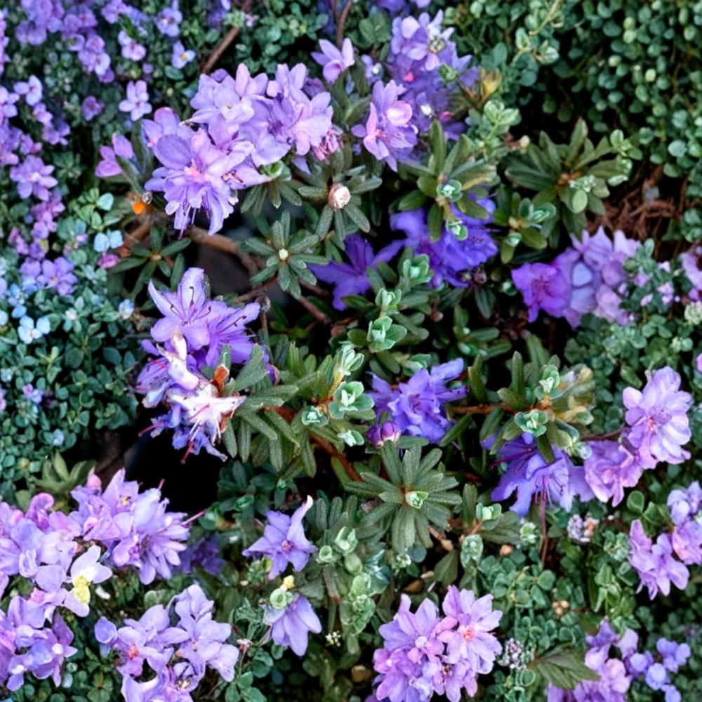 Rhododendron ‘Impeditum’ Live Evergreen Shrub | Compact Purple Blooming Dwarf Rhododendron