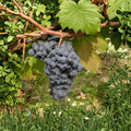 Carmine Wine Grape Plant – Cold Hardy Vitis vinifera Live Vine in Nursery Pot