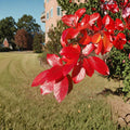 Black Tupelo Tree - Nyssa sylvatica | 1 Gallon Native Shade Tree with Brilliant Fall Color