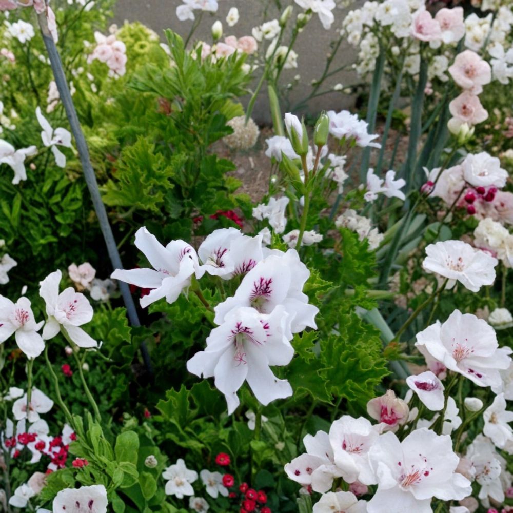 White & Purple Regal Geranium Cuttings – 3 Live 6 Inch Pelargonium Cuttings for Patio & Container