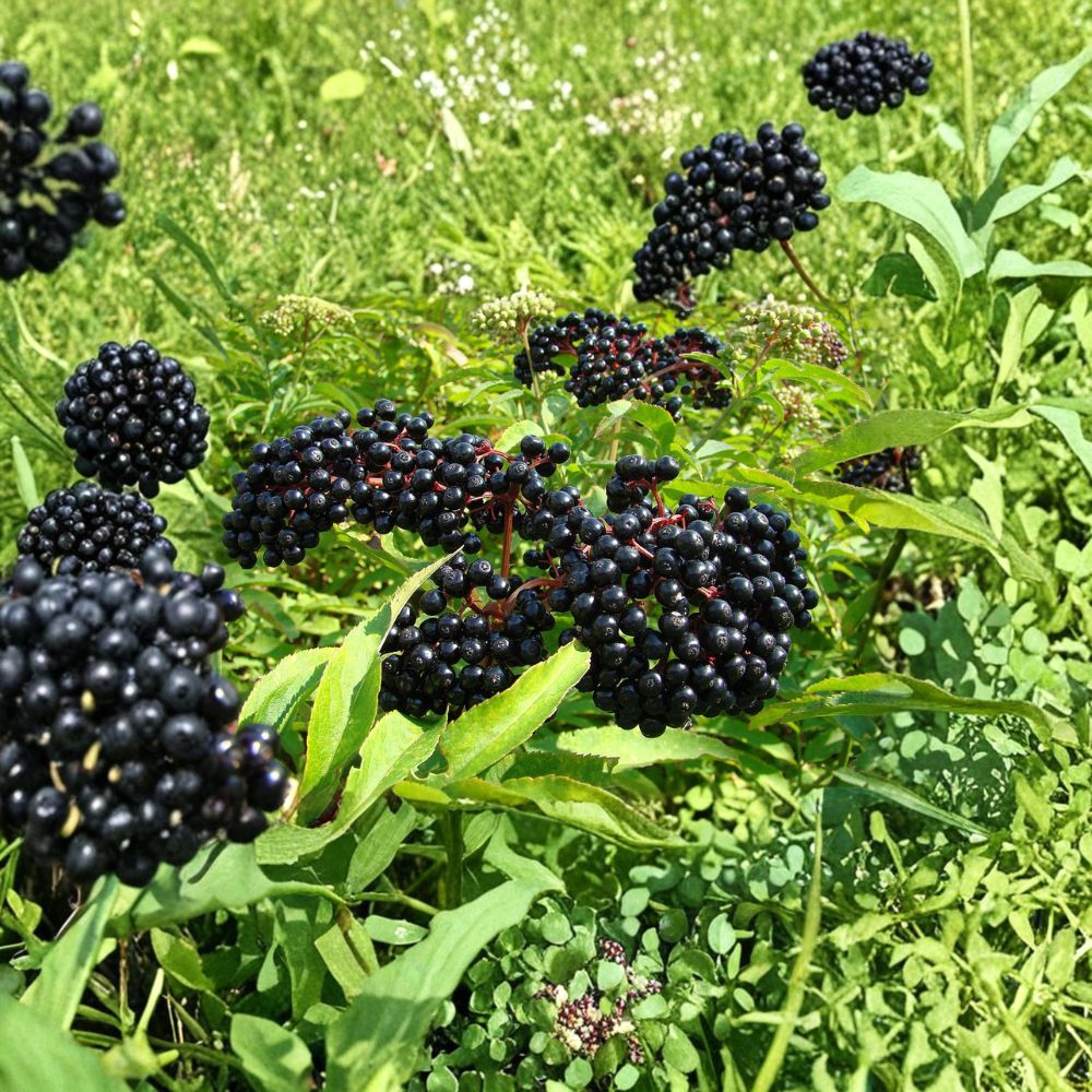 American Elderberry Plant – Live Rooted Elderberry Shrub for Zones 4–9