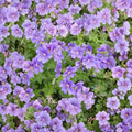 Purple Cranesbill Geranium Seeds – Geranium x magnificum | 25+ Seeds | Hardy Perennial with Vibrant Purple Blooms