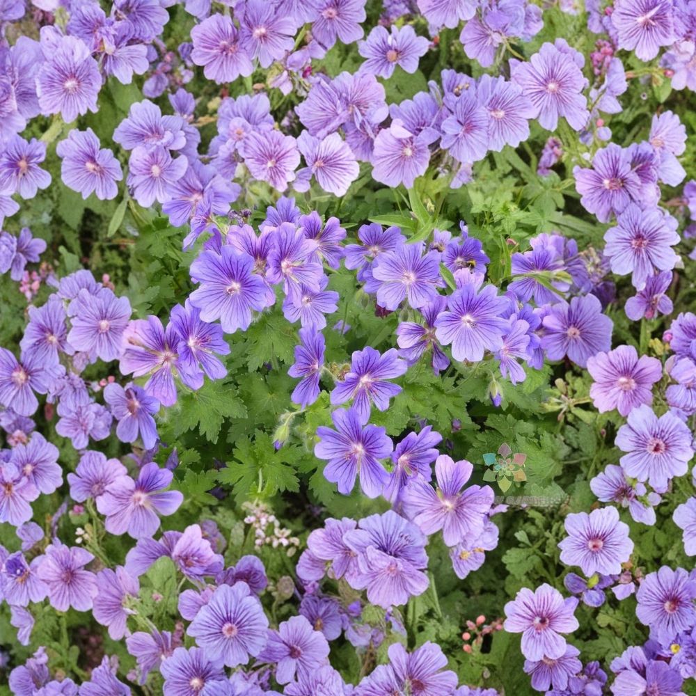 Purple Cranesbill Geranium Seeds – Geranium x magnificum | 25+ Seeds | Hardy Perennial with Vibrant Purple Blooms