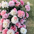 Rhododendron ‘Yaku Sunrise’ Live Evergreen Shrub | Pink & White Blooming | Compact Cold Hardy #1 Container Grown