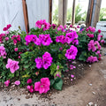 Regal Geranium Cutting – Purple Pelargonium | 6–8 Inch Live Plant | Fancy Lavender Blooms