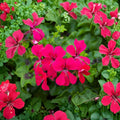 Reach Out Hot Pink Ivy Geranium Seeds – Trailing Pelargonium for Hanging Baskets | 15 Seeds