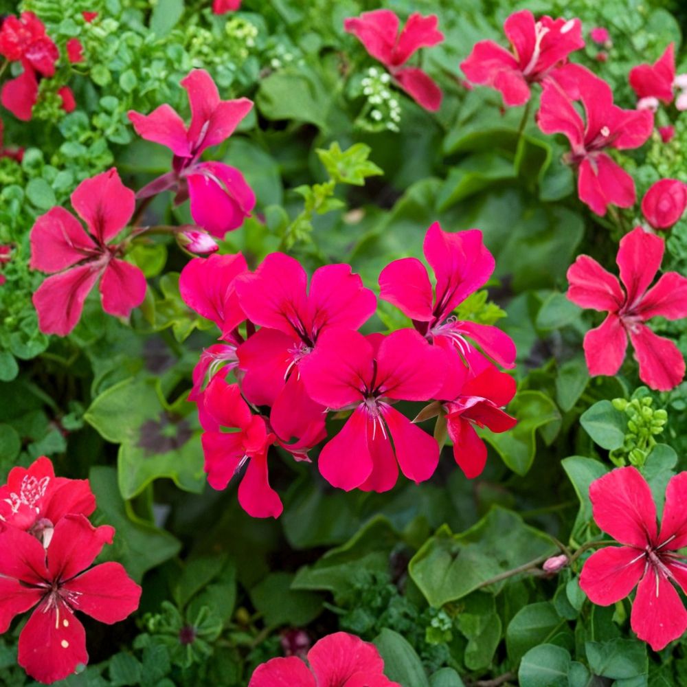 Reach Out Hot Pink Ivy Geranium Seeds – Trailing Pelargonium for Hanging Baskets | 15 Seeds