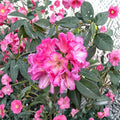 Wissahickon Rhododendron – Evergreen Shrub with Purple Red Midseason Blooms, Field Grown 12–15"