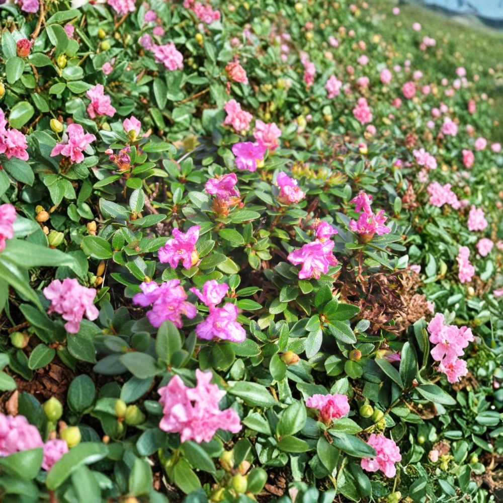 Rhododendron myrtifolium - Compact Evergreen Shrub with Lilac Pink Blooms in #1 Container