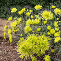 Green Chrysanthemum Plant – Live Perennial with Large 5 Inch Blooms | Chrysanthemum × morifolium