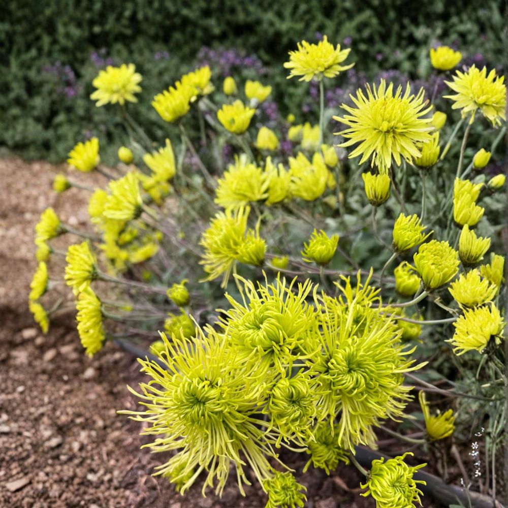 Green Chrysanthemum Plant – Live Perennial with Large 5 Inch Blooms | Chrysanthemum × morifolium