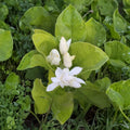 Belle of India Jasmine Plant – Jasminum sambac | Large 8–10" Pot | Double Fragrant White Blooms