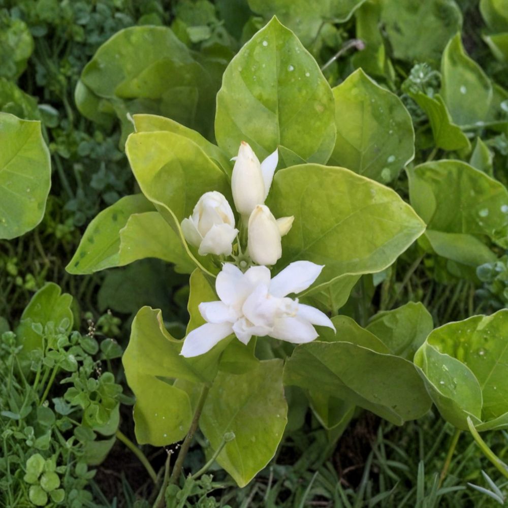 Belle of India Jasmine Plant – Jasminum sambac | Large 8–10" Pot | Double Fragrant White Blooms