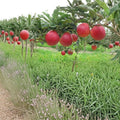 Red Gala Apple Tree – Malus domestica Bare Root | 32 Inches Tall | Sweet Crisp Gala Apples on M7 Rootstock