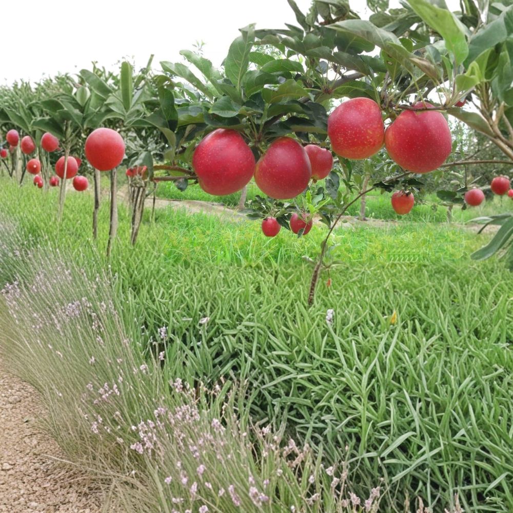 Red Gala Apple Tree – Malus domestica Bare Root | 32 Inches Tall | Sweet Crisp Gala Apples on M7 Rootstock