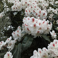 Rhododendron ‘Harvest Moon’ Evergreen Shrub | White Blooms with Purple Freckles | Hardy Landscape Plant in #3 Container