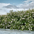 Korean Spice Viburnum – Fragrant Flowering Shrub in 1 Gallon Pot | Viburnum carlesii