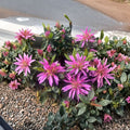Rhododendron ‘Dragon’ - Rare Evergreen Shrub with Vibrant Purple Pink Blooms in #1 Container