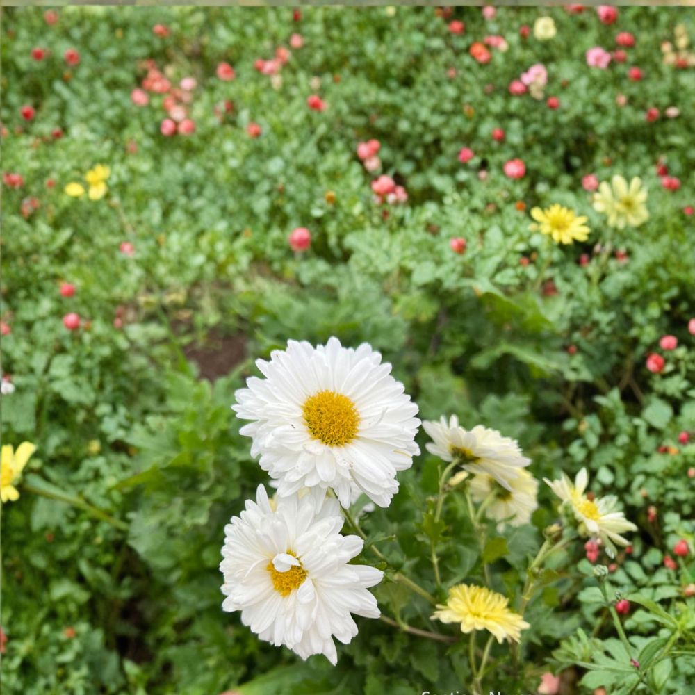 2-Pack Chrysanthemum Tea Mum Plants – Live Edible Hang Bai Ju Herb with White Flowers