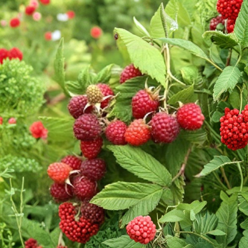 Prelude Raspberry Plant – Live Rooted Everbearing Red Raspberry | Zones 4–7