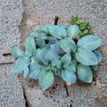 Silver Bullet Hosta – Bare Root Shade Perennial with Thick Blue Foliage | Slug Resistant