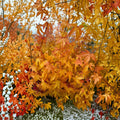 Acer palmatum ‘Wildfire’ – Rare Coral Bark Japanese Maple with Four-Season Color