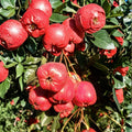 Giant Star Chinese Hawthorn Tree – Crataegus pinnatifida Bare Root | Large Sweet Edible Fruit
