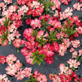 Rhododendron ‘Bruce Briggs’ Live Evergreen Shrub | Bright Red Blooming Compact Hardy Plant #2 Container