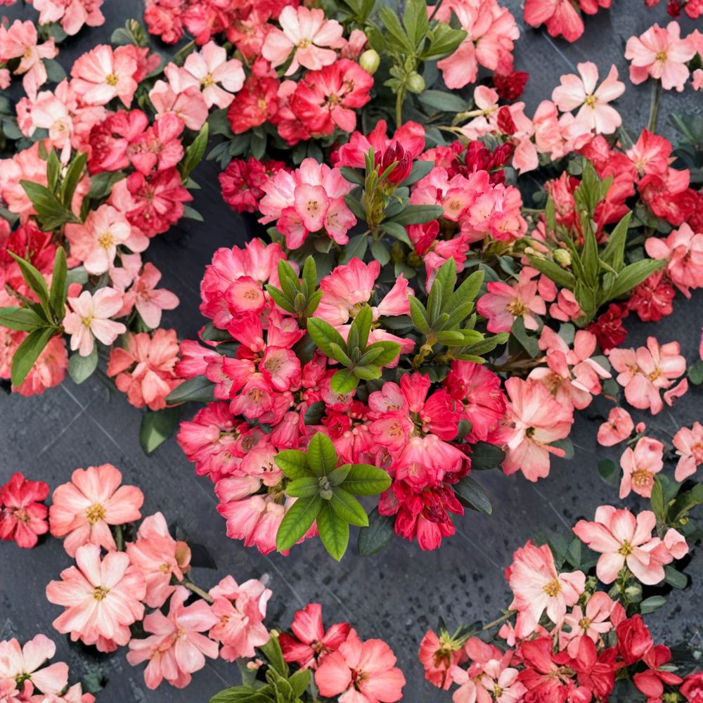 Rhododendron ‘Bruce Briggs’ Live Evergreen Shrub | Bright Red Blooming Compact Hardy Plant #2 Container