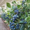Vaccinium ‘Sunshine Blue’ Blueberry Plant Bundle – 2 Semi-Evergreen Southern Highbush Plants in #1 Containers