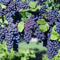 5 Glenora Seedless Table Grape Cuttings – Vitis labrusca Live Propagation Cuttings | US Seller